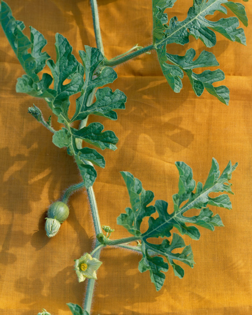 Watermelon Leaves Amy Goldman Fowler